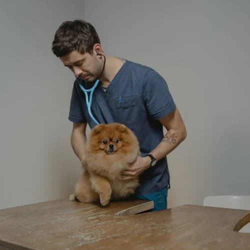 Veterinarians