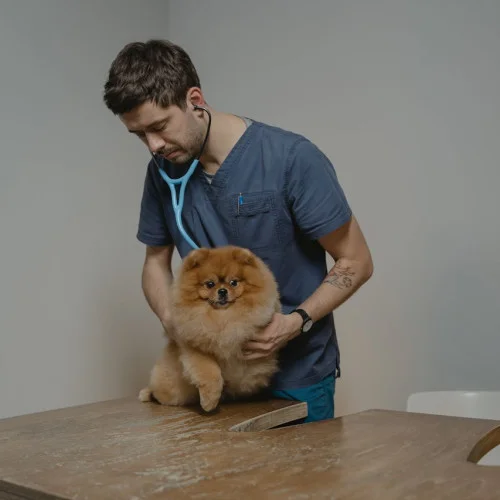 Κτηνίατροι