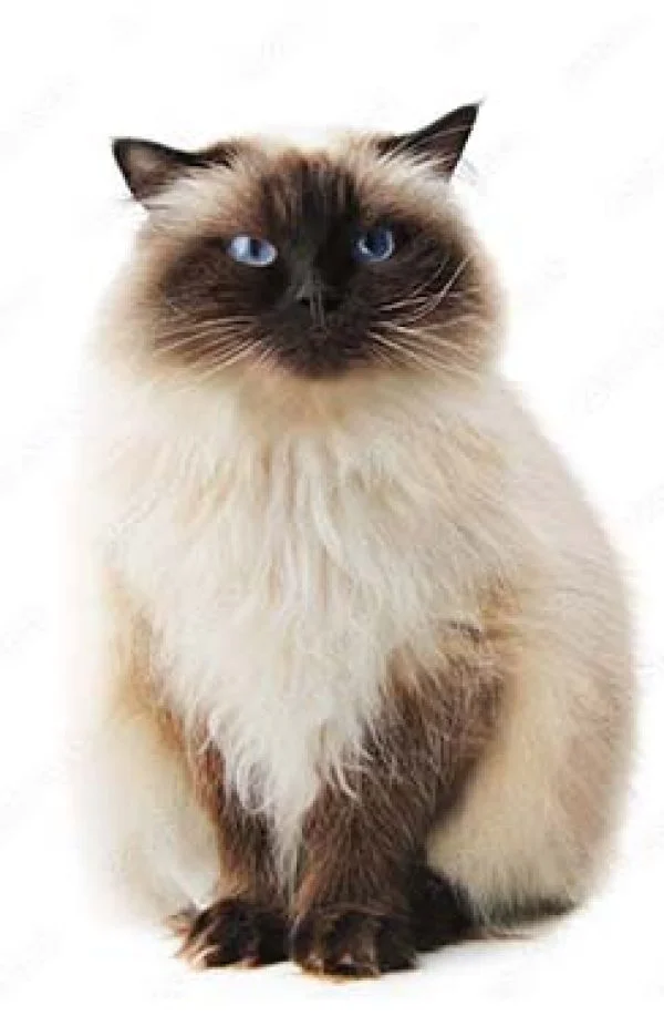 Αγγελίες για Γάτες