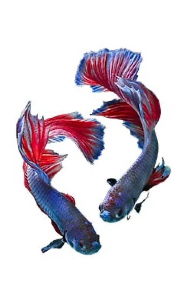 Αγγελίες για Ψάρια