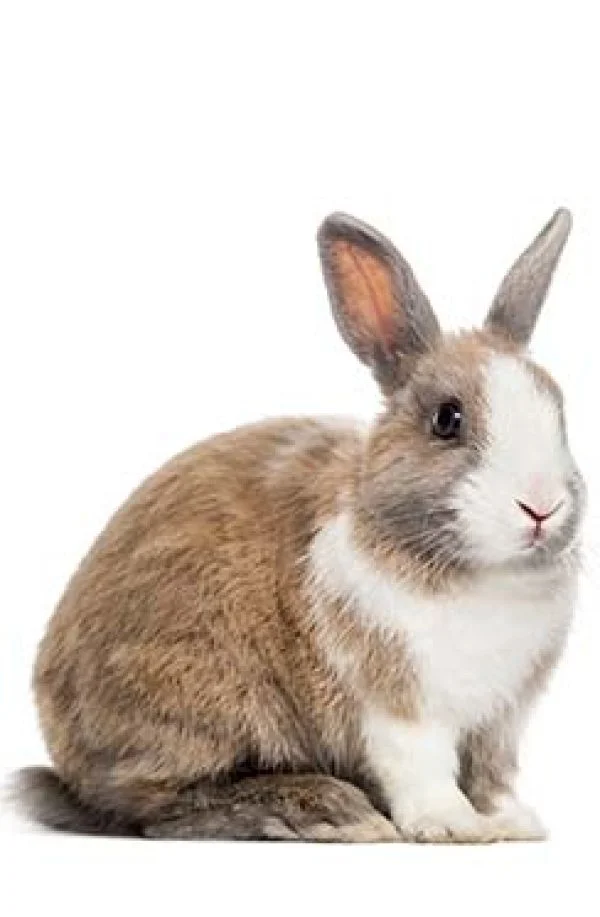 Αγγελίες για Τρωκτικά