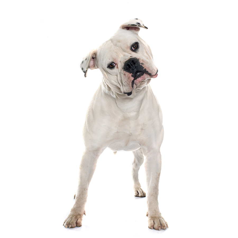 American Bulldog - Αμερικανικό Μπουλντόγκ