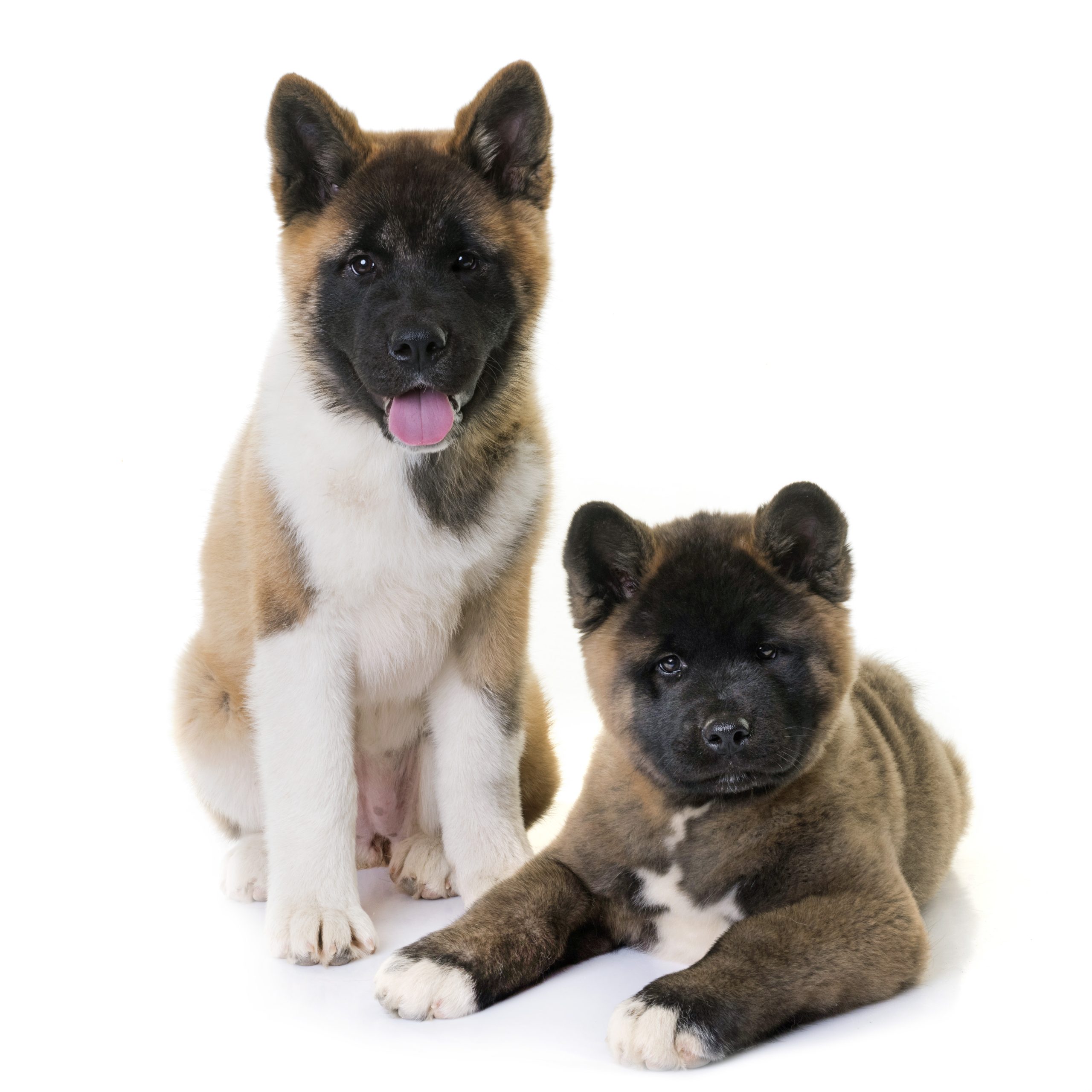 American Akita - Αμερικανικό Ακίτα