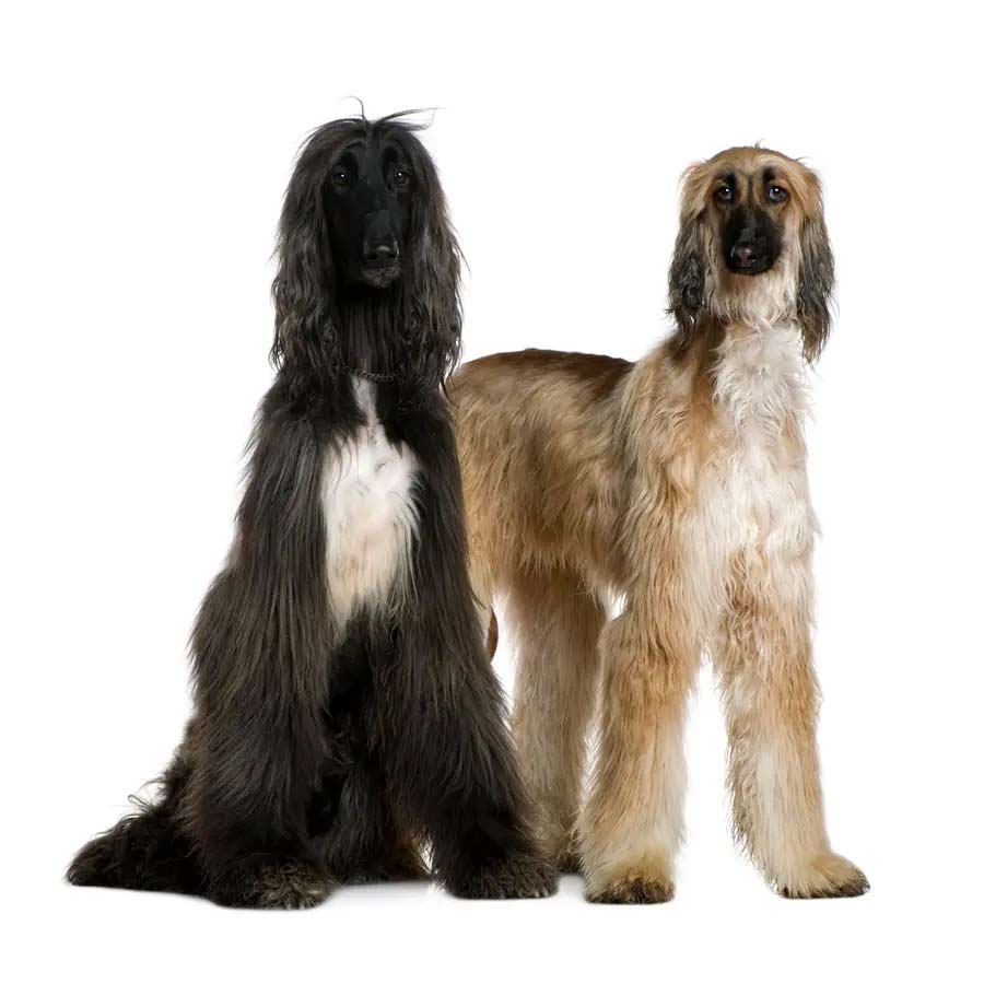 Afghan Hound - Αφγανικό Λαγωνικό