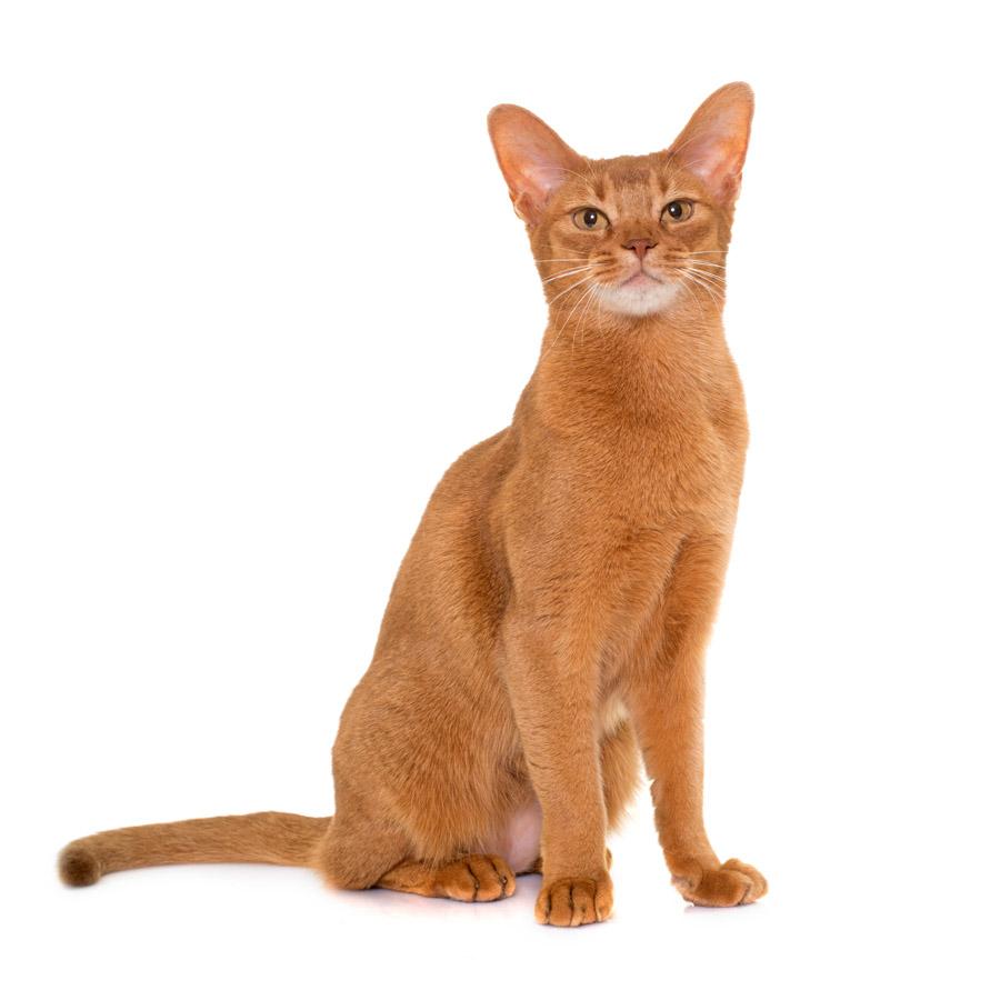 Abyssinian - Αβησσυνίας