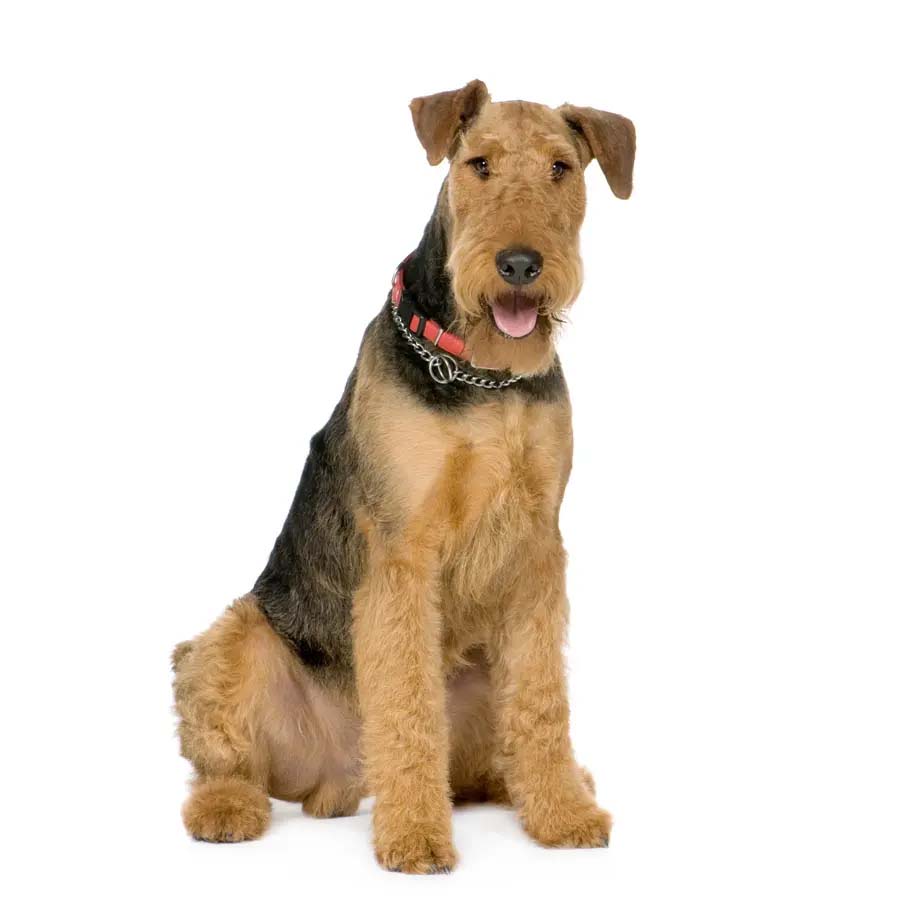 Airdale Terrier - Έρντεϊλ Τεριέ