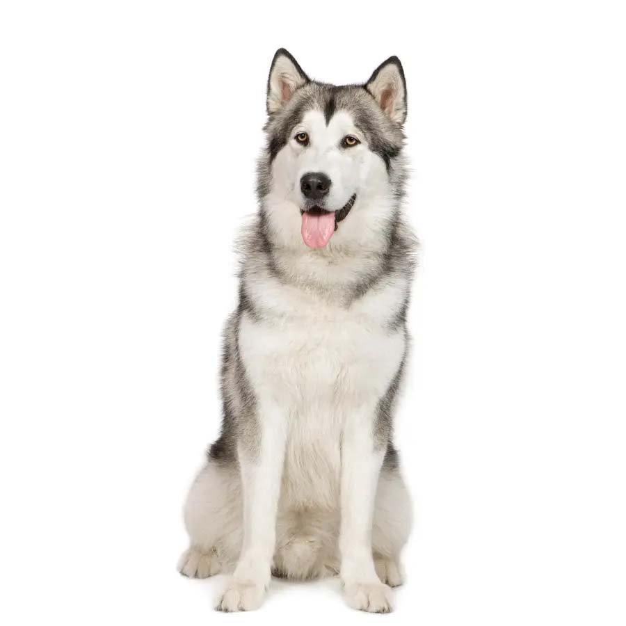 Alaska Malamute - Μαλαμούτ Αλάσκας