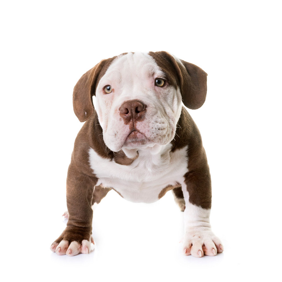 American Bully - Αμερικανικό Μπούλι