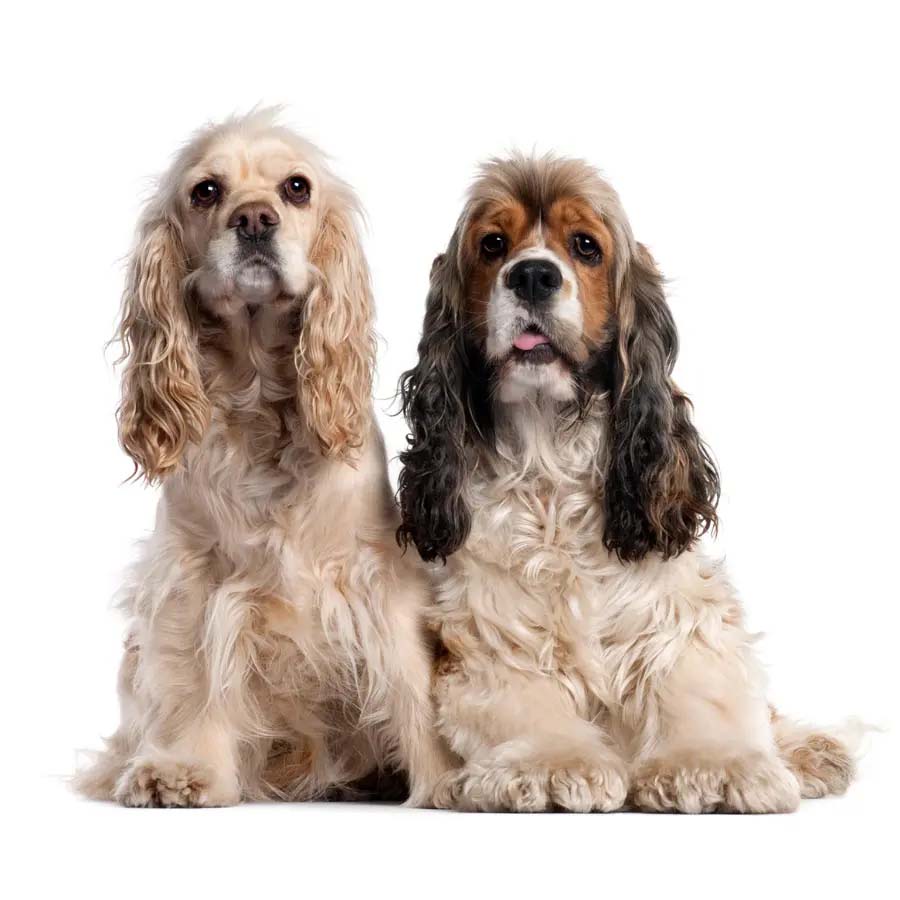 American Cocker Spaniel - Αμερικανικό Κόκερ Σπάνιελ