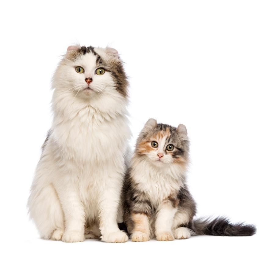 American Curl - Αμερικανική Κέρλ