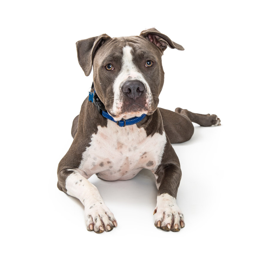 American Pitbull Terrier - Αμερικανικό Πίτ Μπούλ Τεριέ