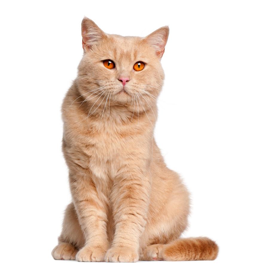 American Shorthair - Αμερικανική Κοντότριχη