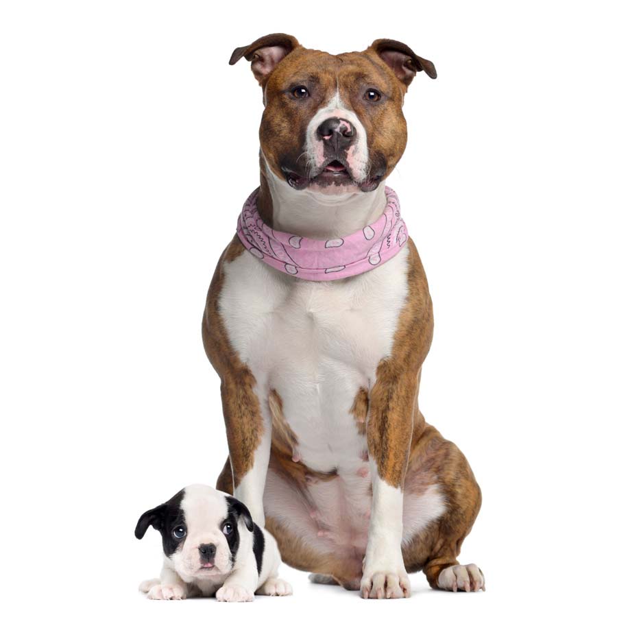 American Staffordshire Terrier - Αμερικανικό Σταφορντσαϊρ Τεριέ