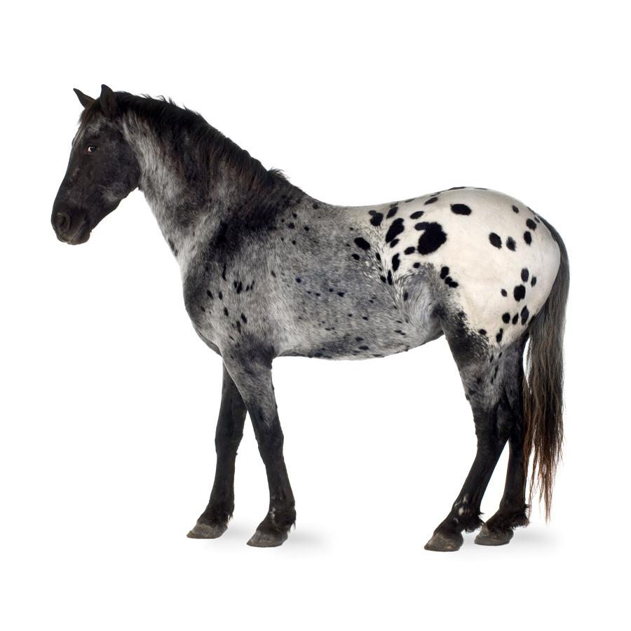 Appaloosa - Απαλούζα