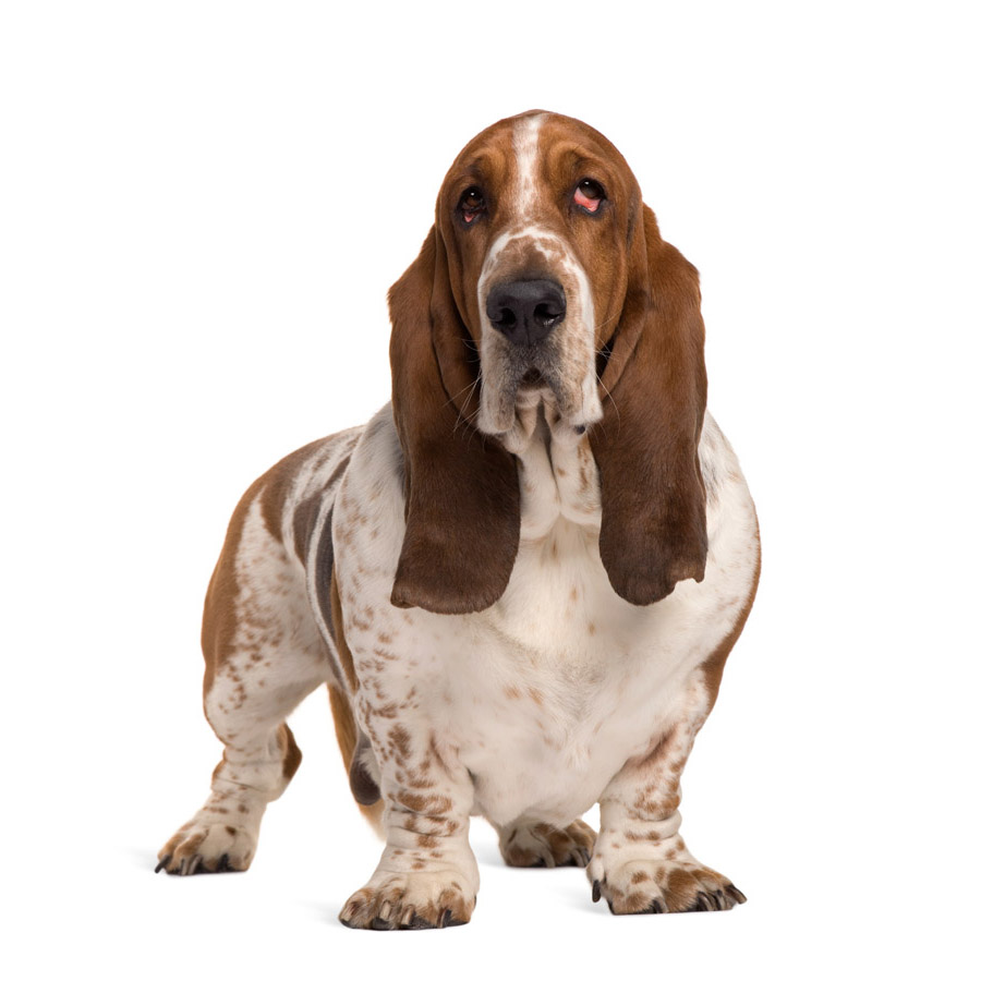 Basset - Μπασέ Χάουντ