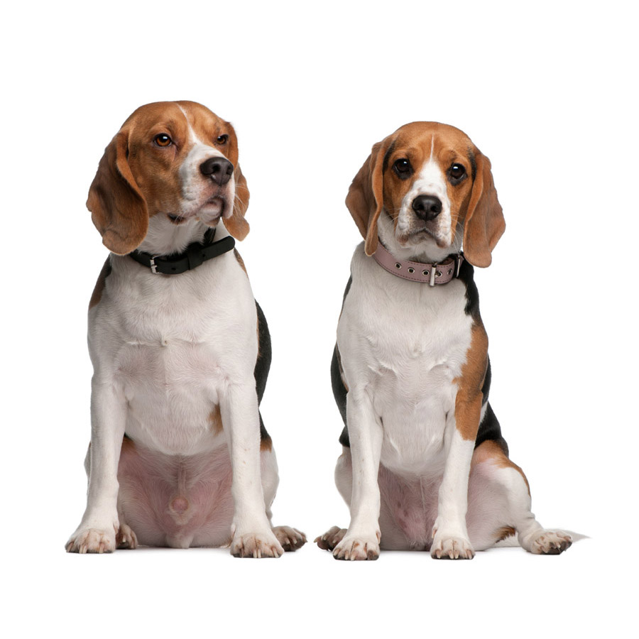 Beagle - Μπίγκλ