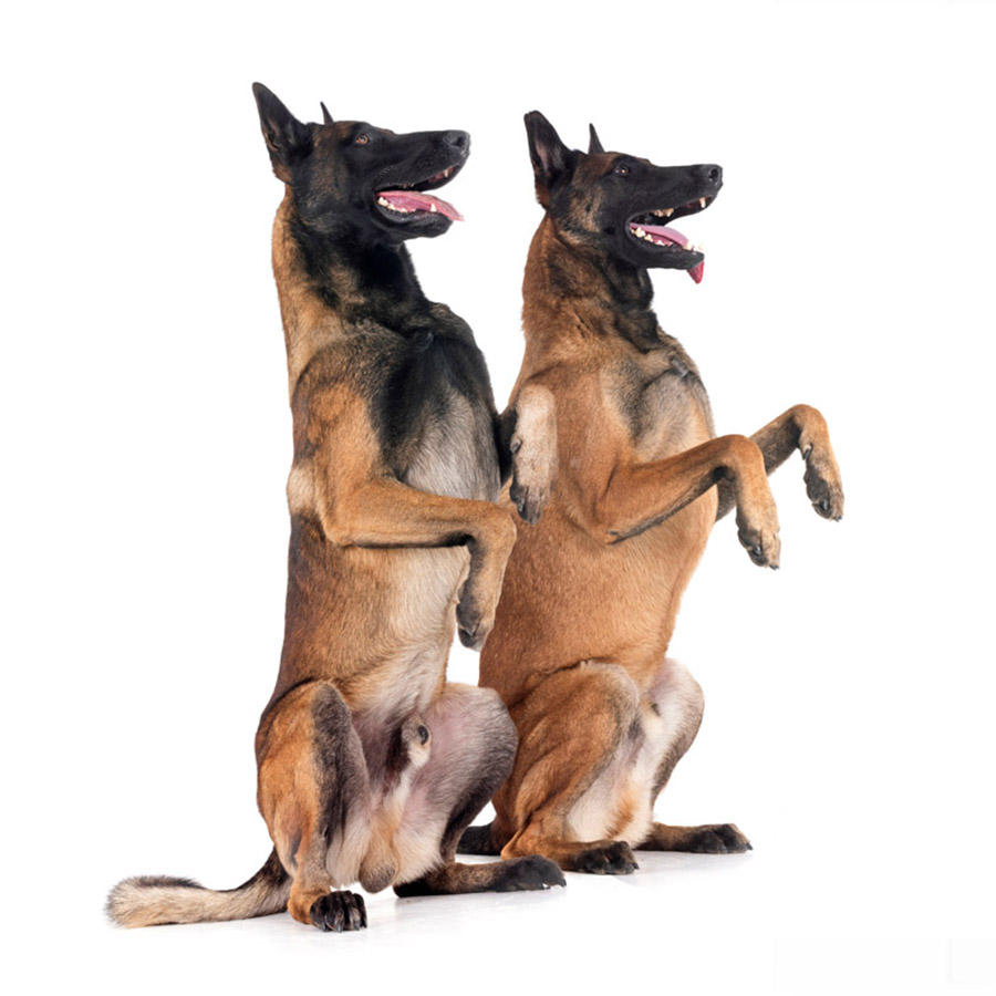 Belgian Malinois - Βελγικό Μαλινουά
