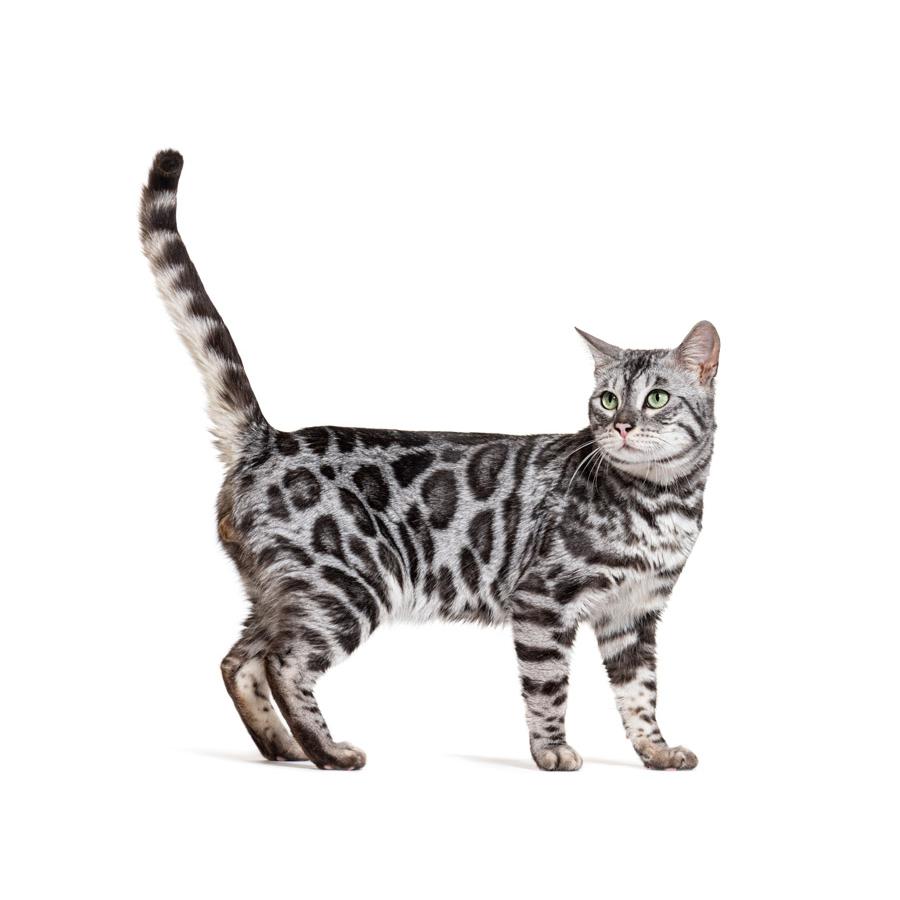 Bengal - Βεγγάλης