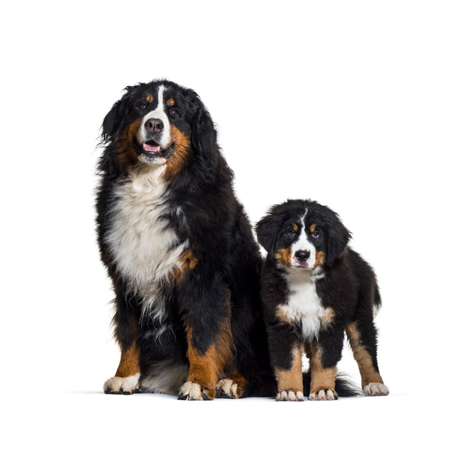 Bernese Mountain Dog - Ορεινός Σκύλος της Βέρνης