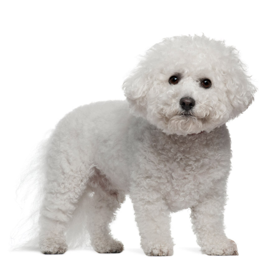 Bichon Frise - Μπισόν Φριζέ