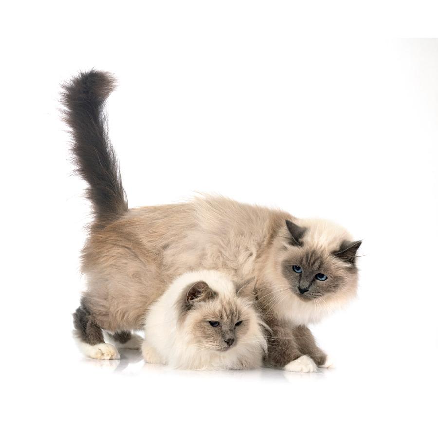 Birman - Μπούρμα