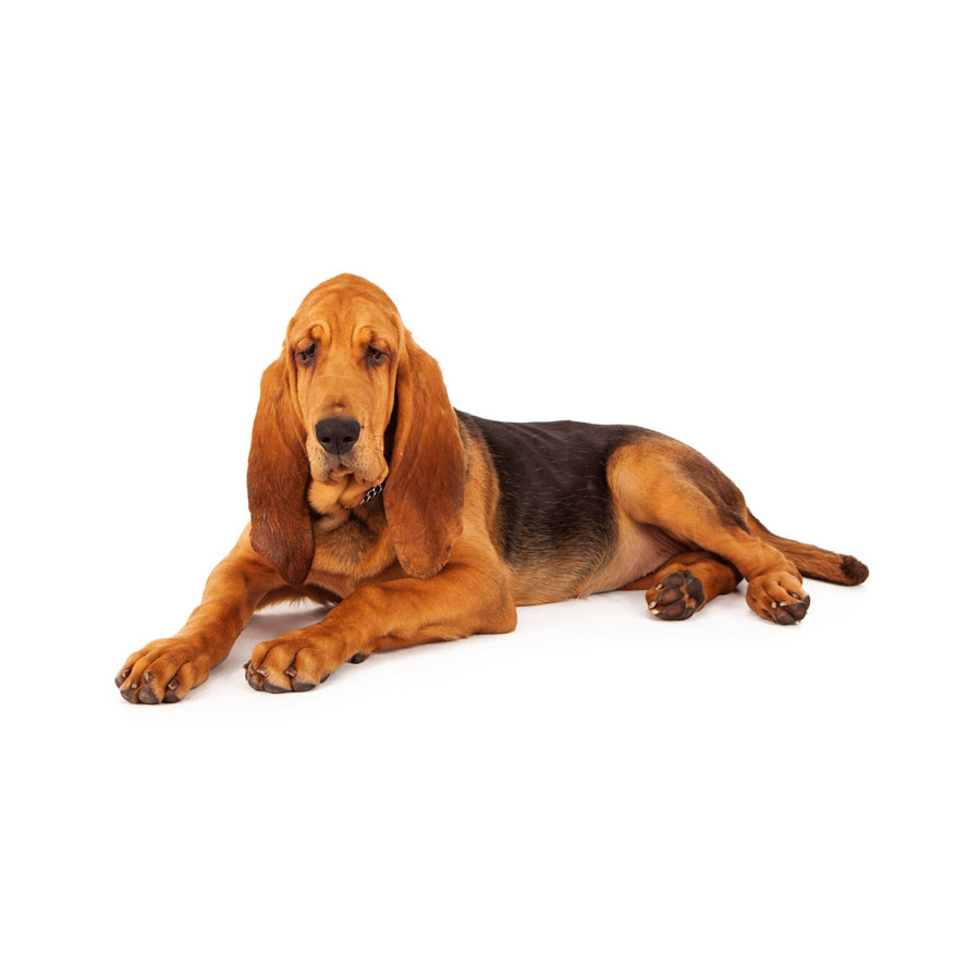 Bloodhound - Μπλάντ Χάουντ