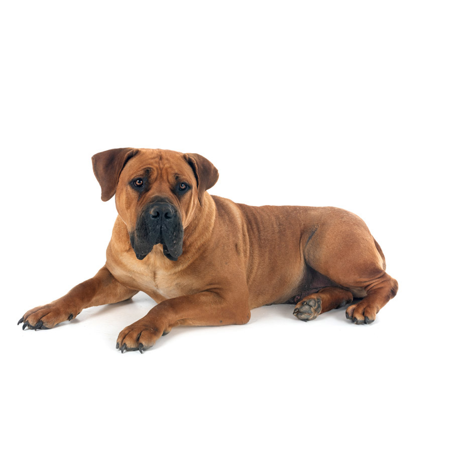 Boerboel - Μποέρ Μποέλ