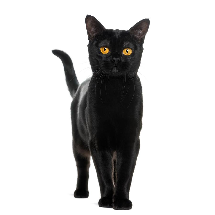 Bombay - Βομβάης