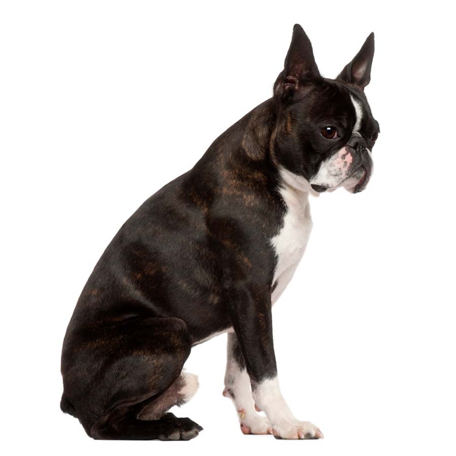 Boston Terrier - Τεριέ Βοστόνης