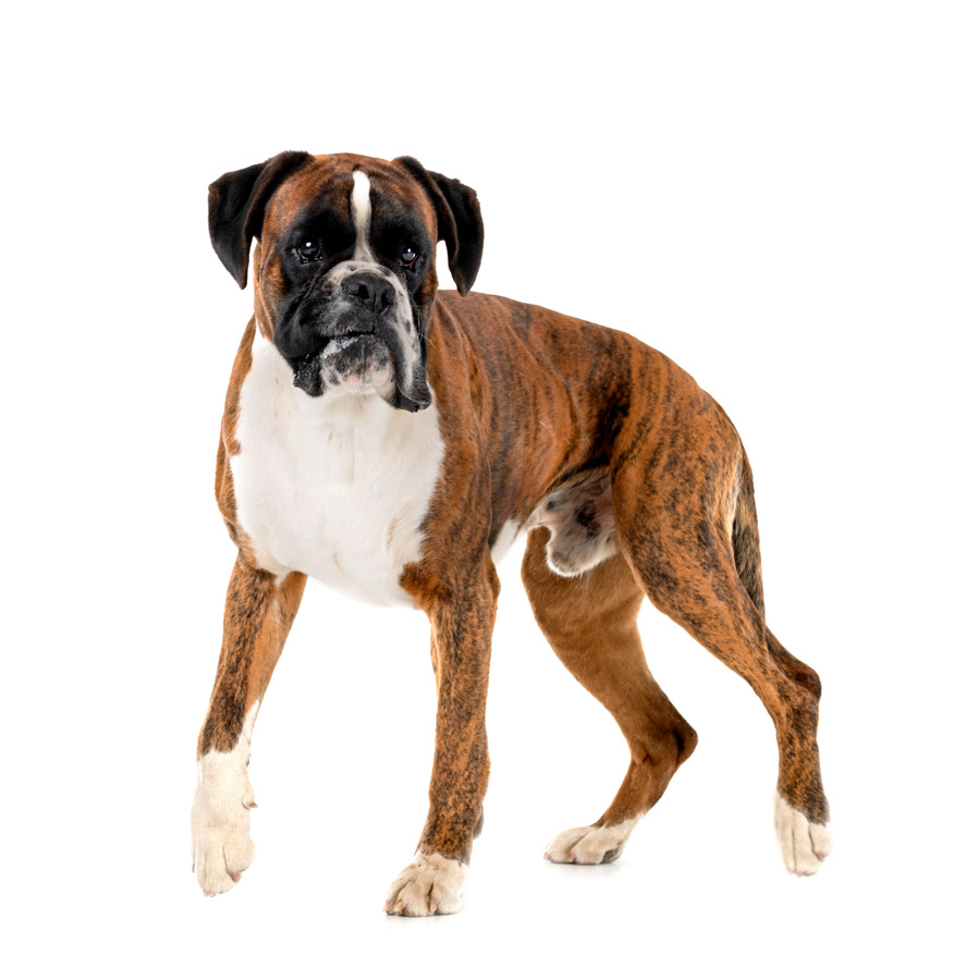 Boxer - Μπόξερ