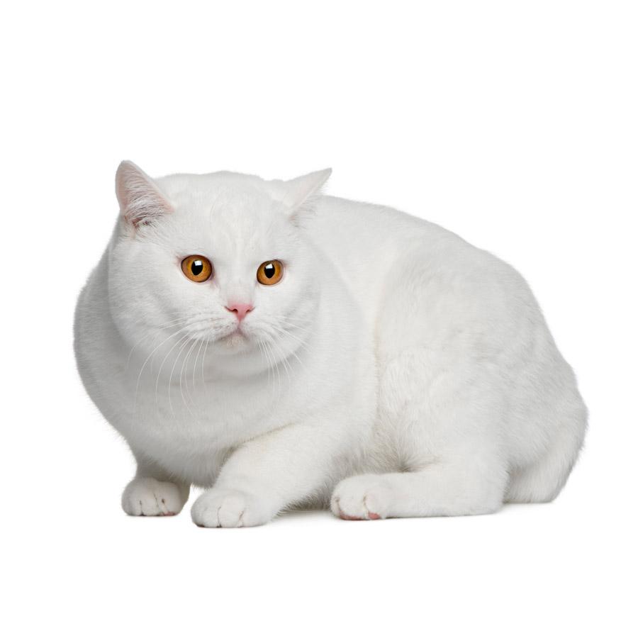 British Shorthair - Βρετανική Κοντότριχη