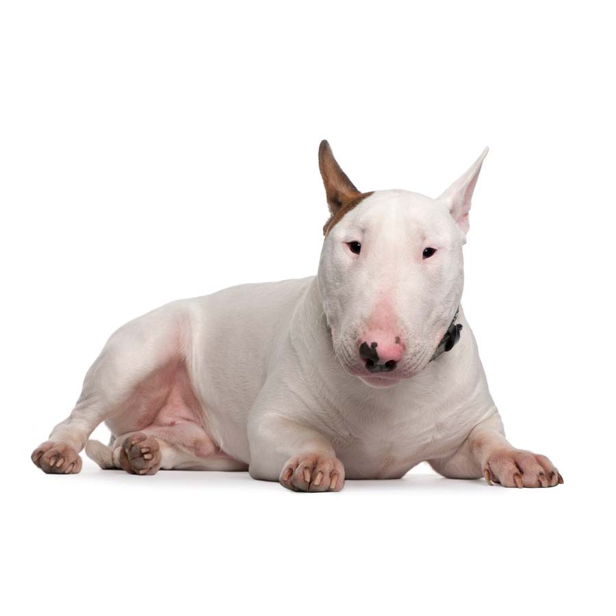 Bull Terrier - Μπούλ Τεριέ