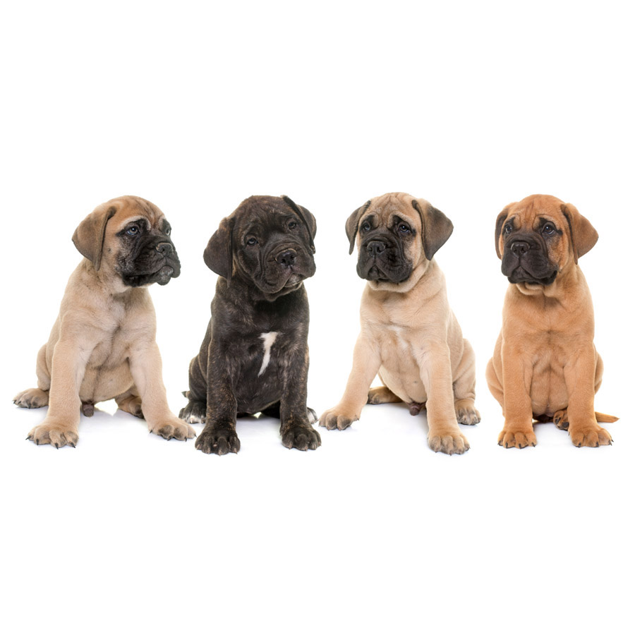 Bullmastiff - Μπούλ Μαστίφ