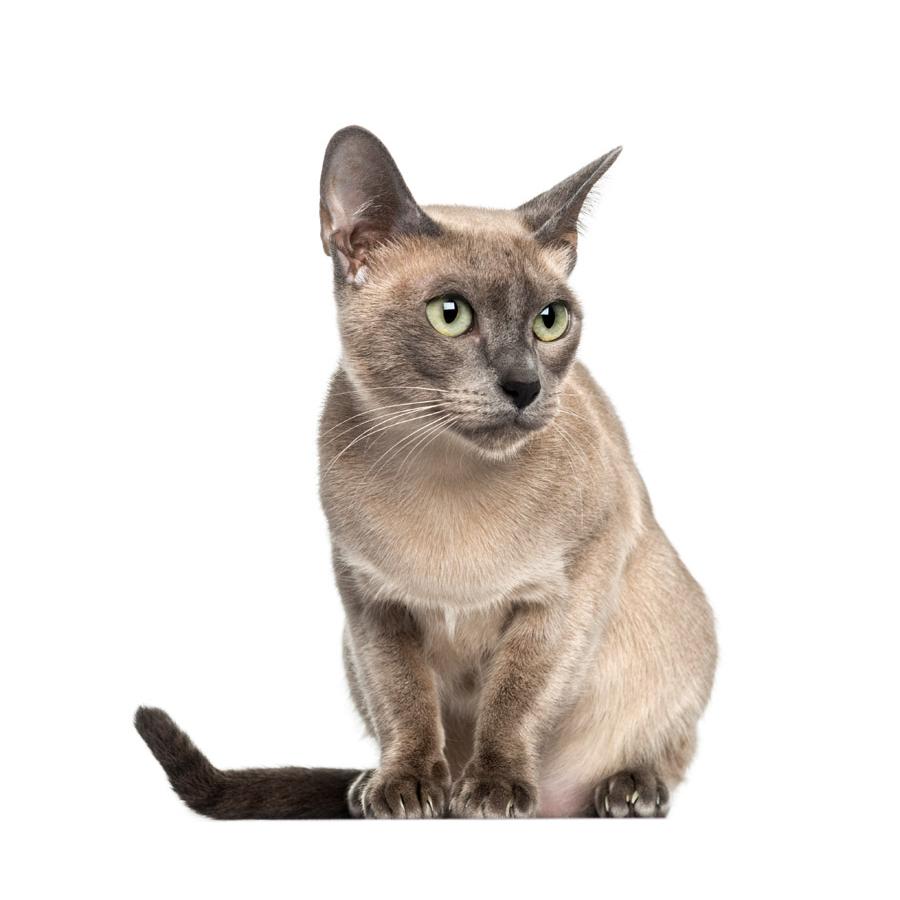 Burmese - Βιρμανίας