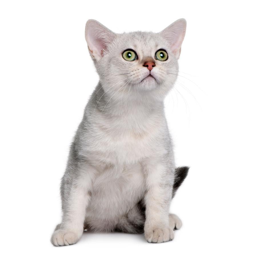 Burmilla - Μπουρμίλα