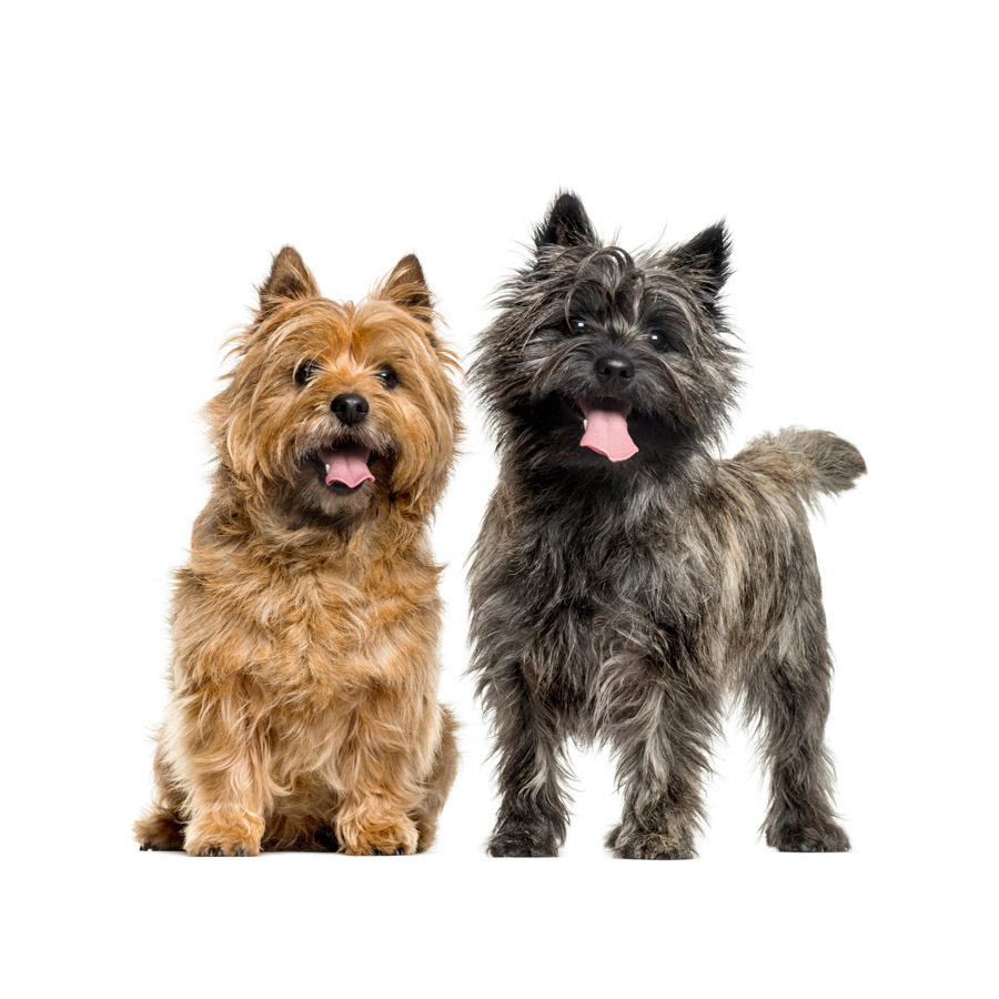 Cairn Terrier - Κέρν Τεριέ