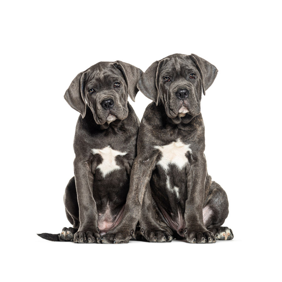 Cane Corso - Κάνε Κόρσο