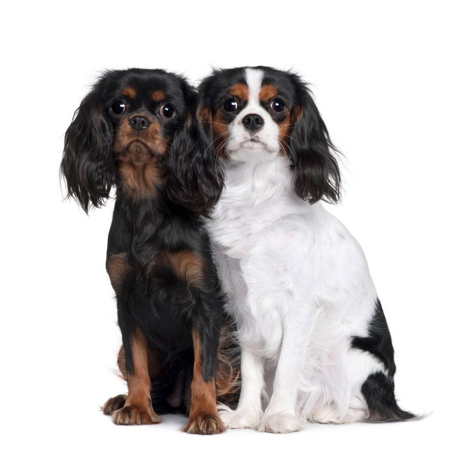 Cavalier King Charles - Καβαλιέρ Κίνγκ Τσάρλς