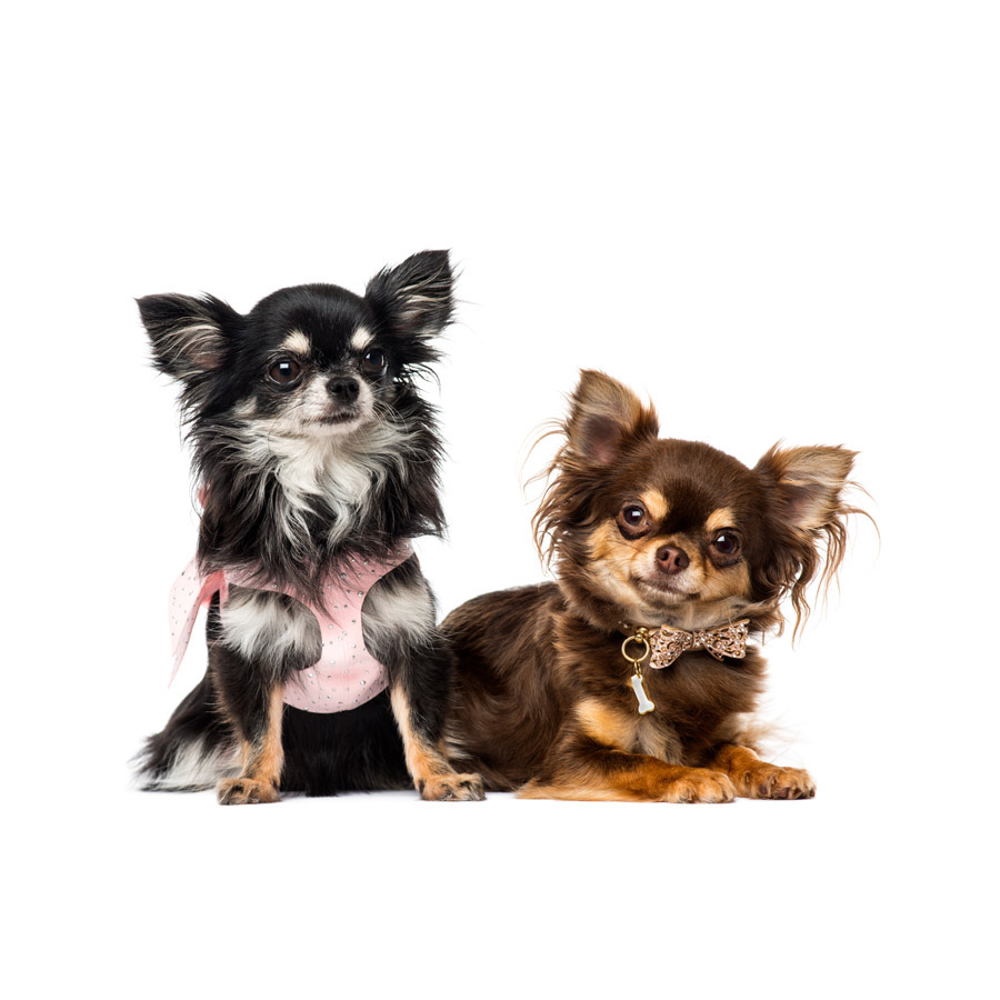 Chihuahua - Τσιουάουα