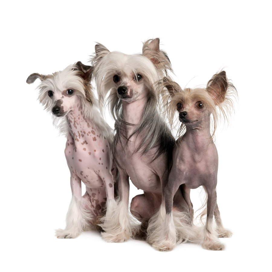 Chinese Crested Dog - Κινεζικός Λοφιοφόρος