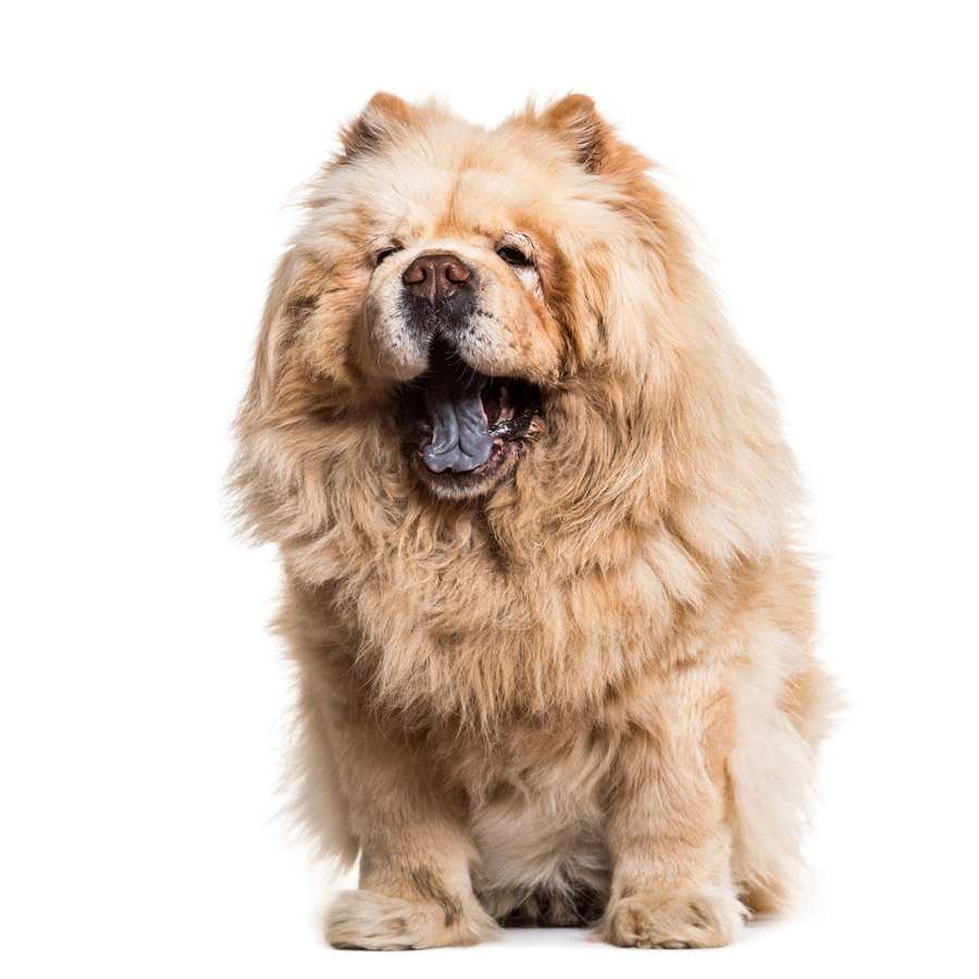 Chow Chow - Τσόου Τσόου