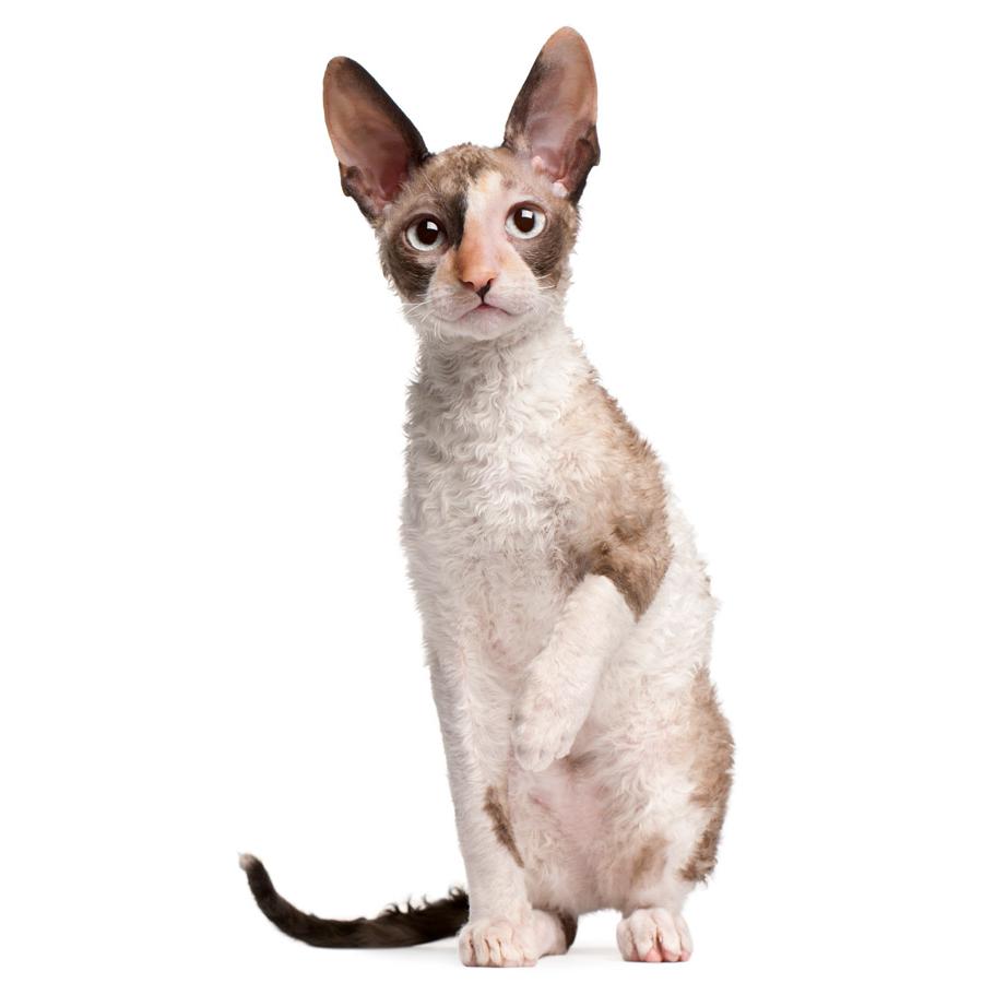 Cornish Rex - Ρέξ της Κορνουάλης