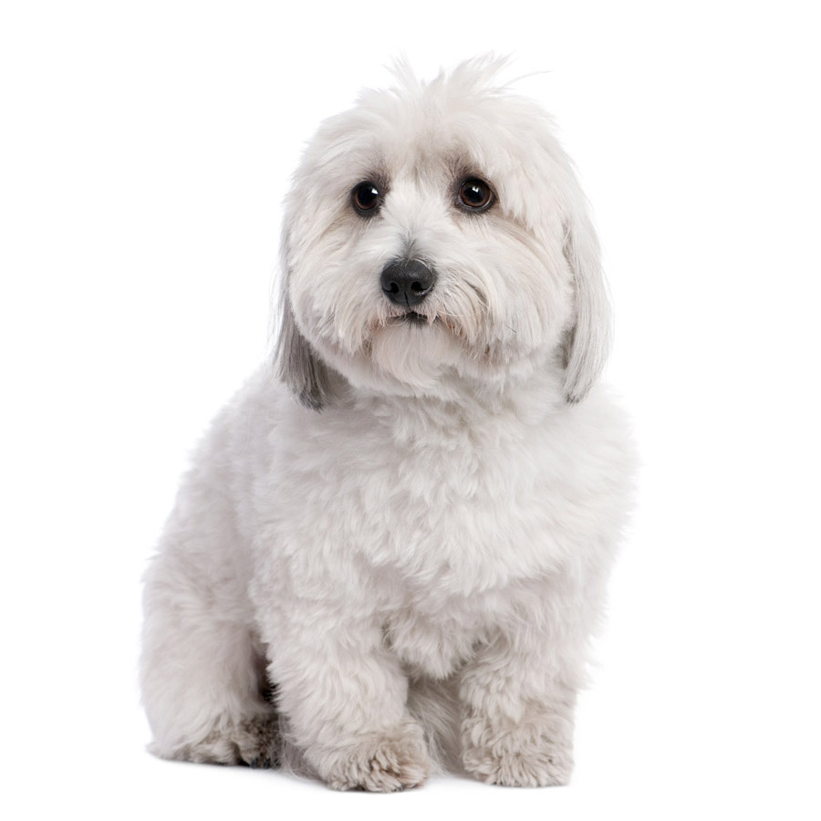 Coton de Tulear - Κοτόν ντε Τουλεάρ