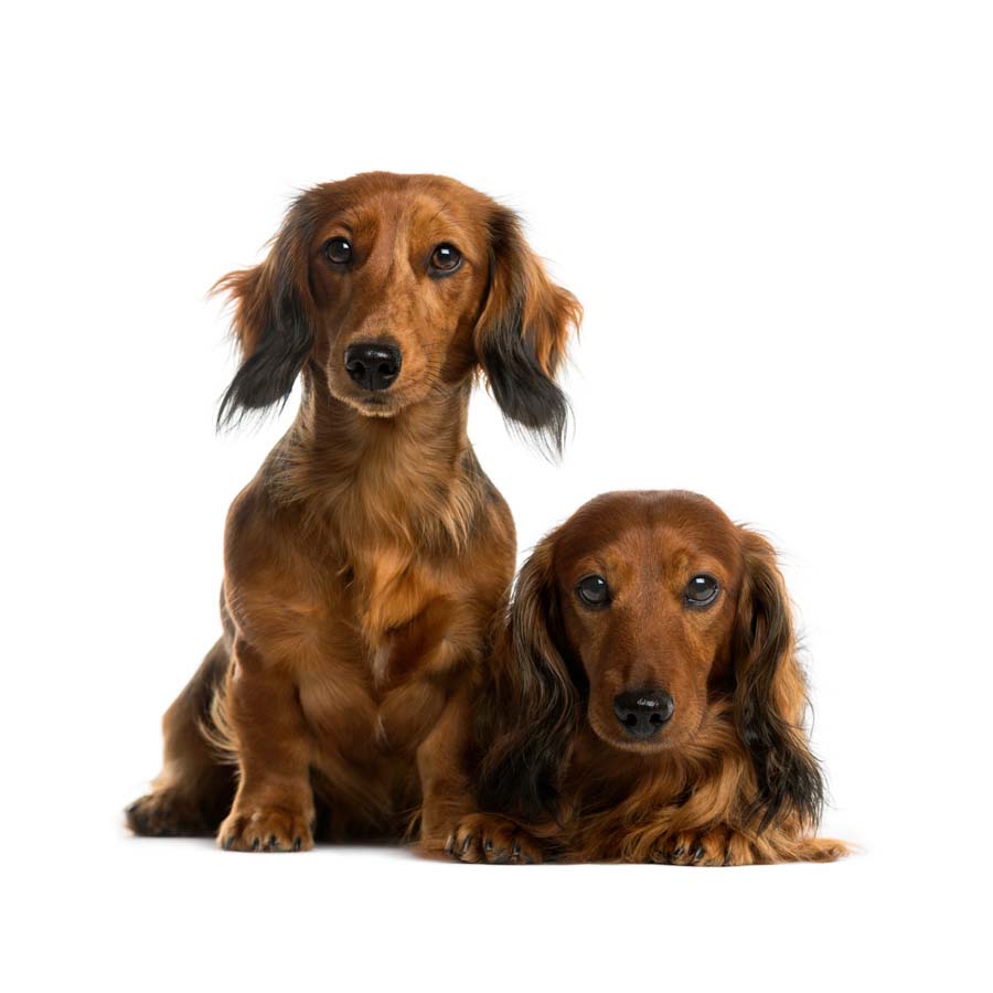 Dachshund / Teckel - Ντάτσχαουντ