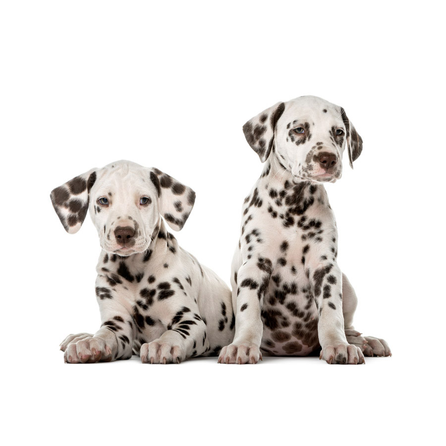 Dalmatian - Δαλματίας