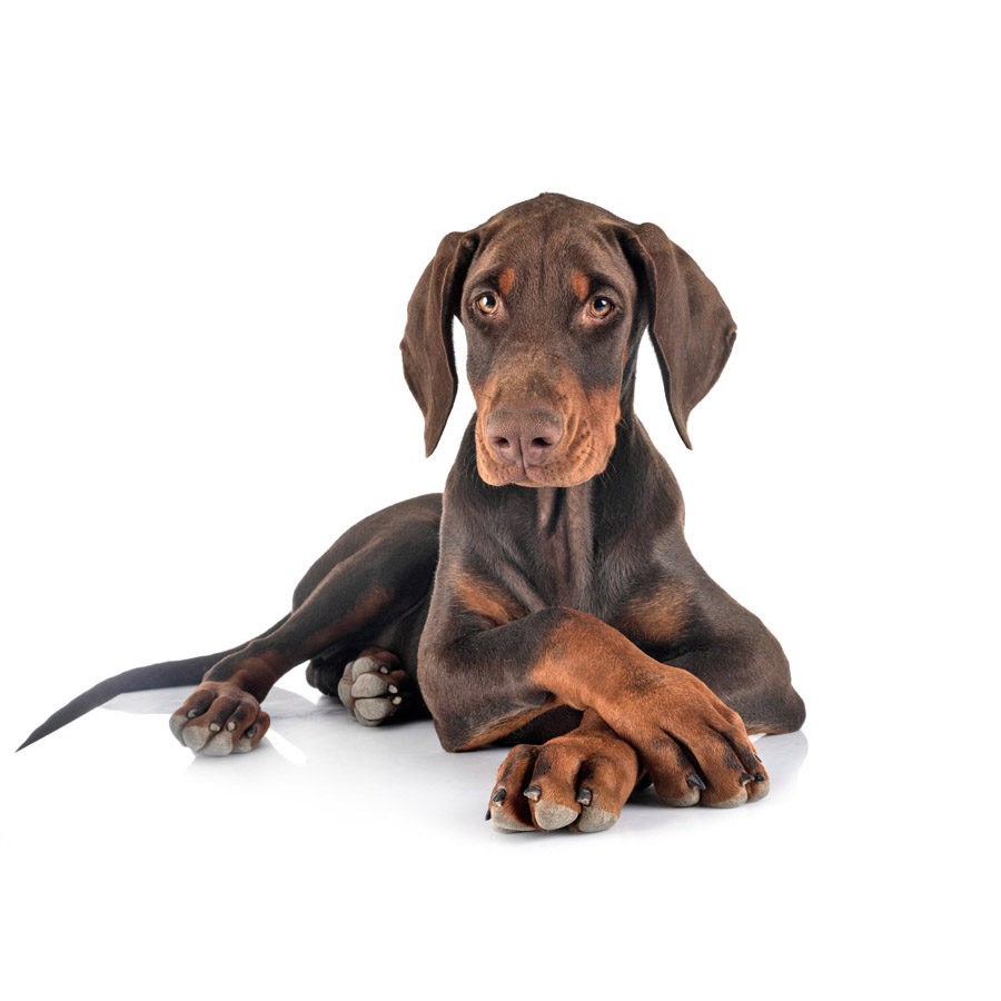 Doberman - Ντόμπερμαν