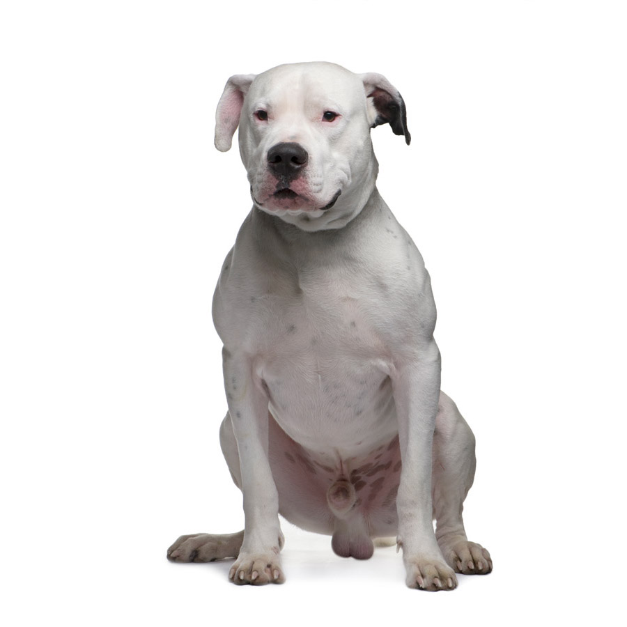 Dogo Argentino - Ντόγκο Αρτζεντίνο