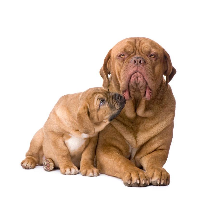 Dogue de Bordeaux - Ντόγκ ντε Μπορντώ
