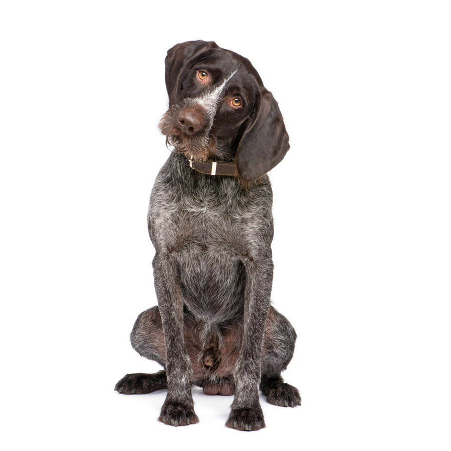 Drahthaar - Ντρατχάαρ