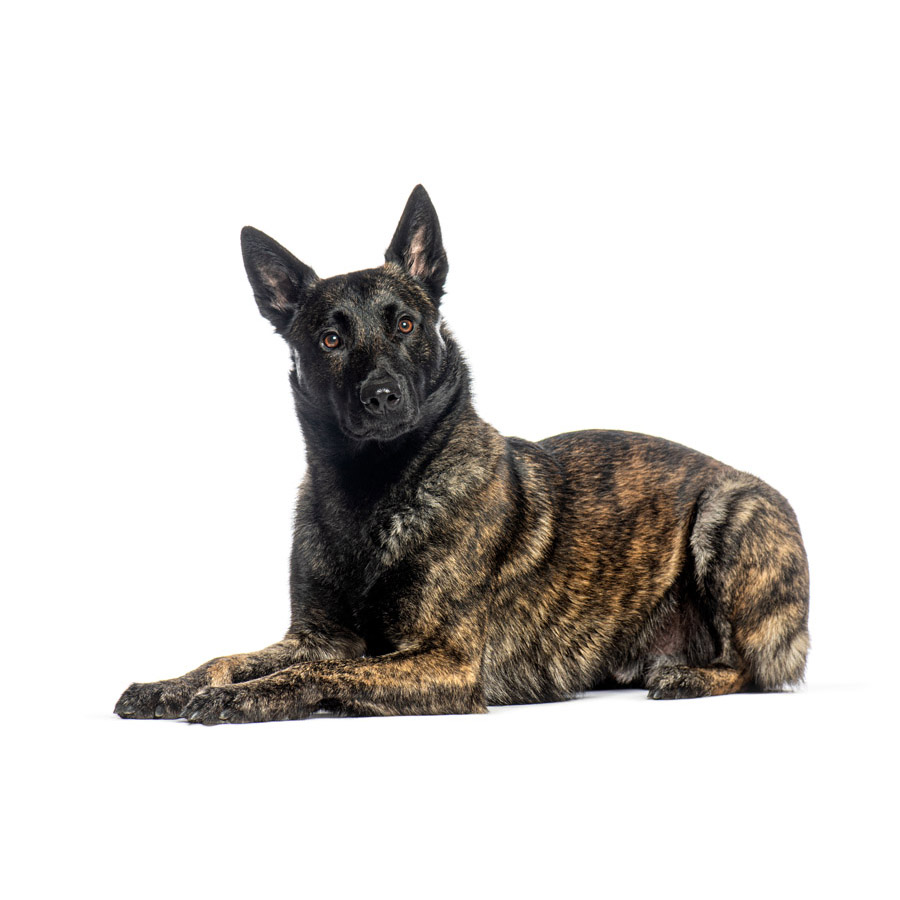 Dutch Shepherd - Ολλανδικό Ποιμενικό